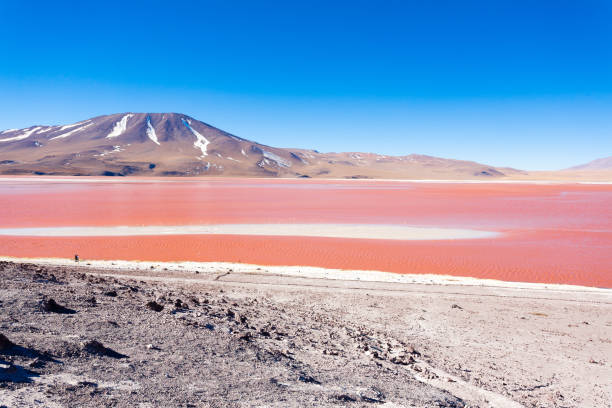 istock Laguna Colorada view, Bolivia 919879300