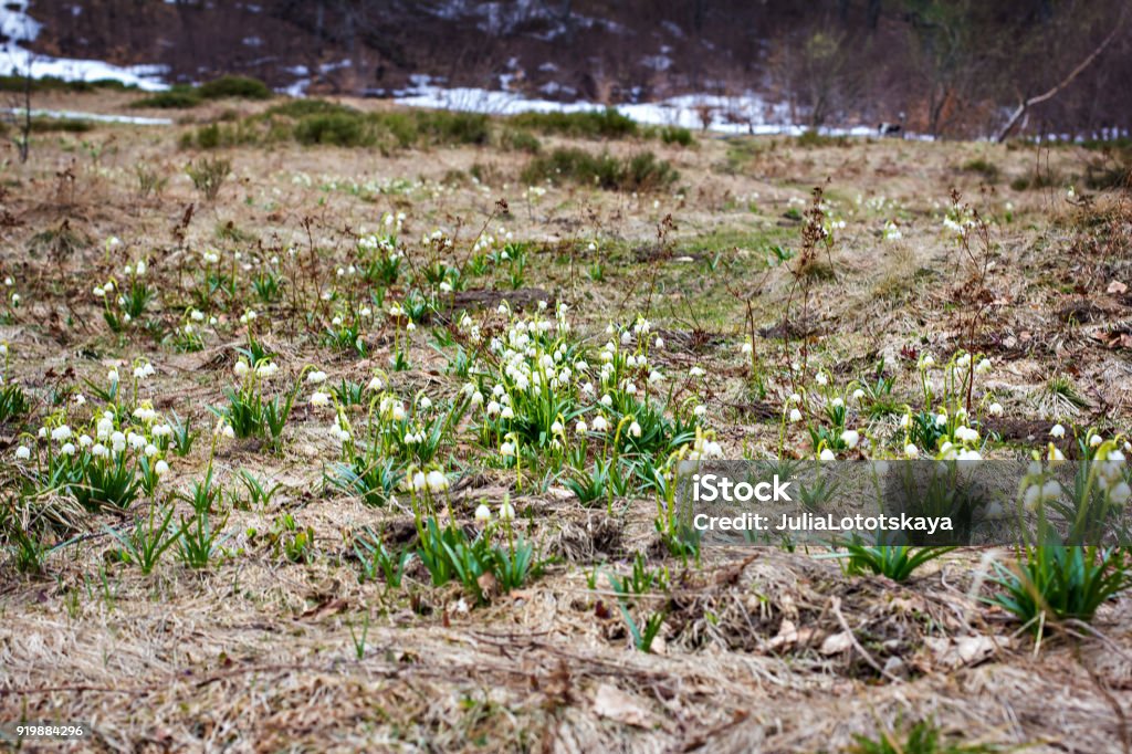 Snowdrops. The first spring flowers. Snowdrops. The first spring flowers. The awakening of nature. Spring in the forest. forest primroses. Agricultural Field Stock Photo