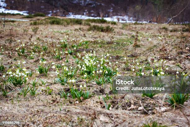 Snowdrops The First Spring Flowers Stock Photo - Download Image Now - Agricultural Field, Beauty, Blossom