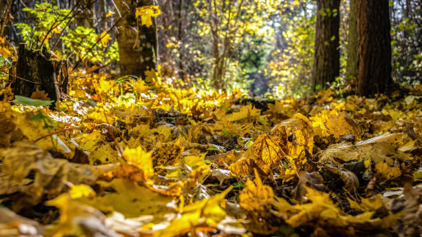 istock autumn colored tree leaves in the park 919885256