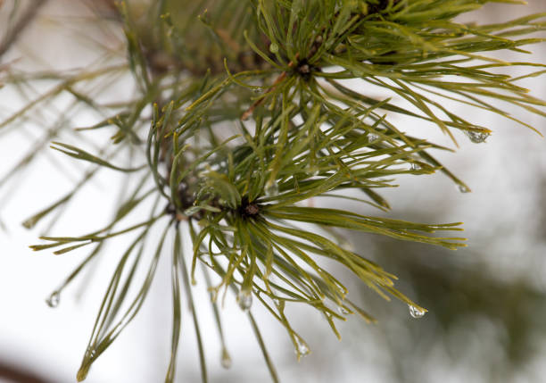 istock green needles on the tree in nature 919885330