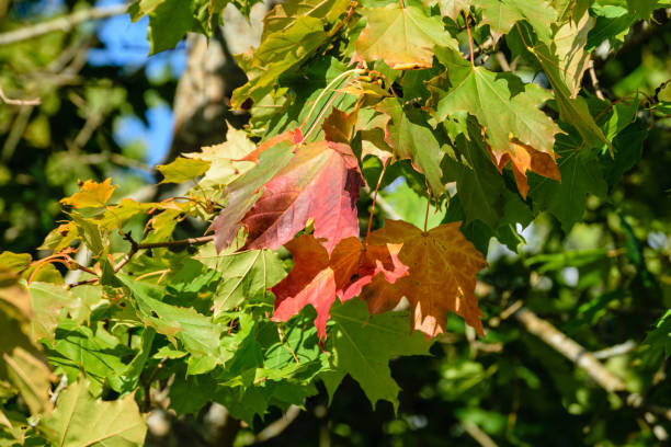istock autumn colored tree leaves in the park 919886088