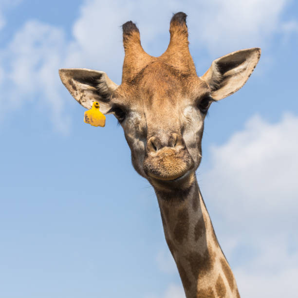 istock Portrait of a curious giraffe on blue sky background 919887336