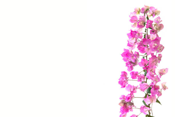 istock bougainvilleas isolated on white background. 919887562