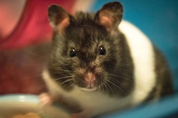 istock Young, female Hamster seen looking at the photographer from within her cage. 919905830