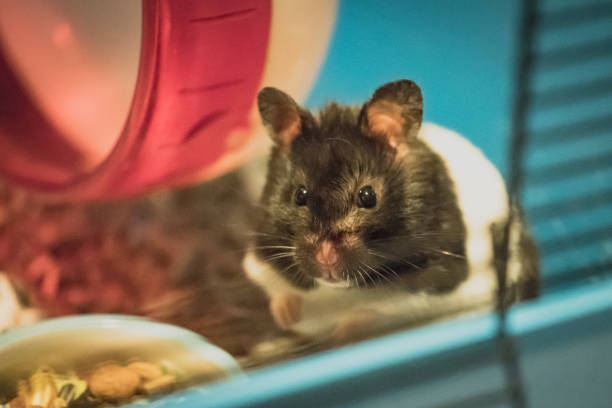 Young, female Hamster seen looking at the photographer from within her cage.