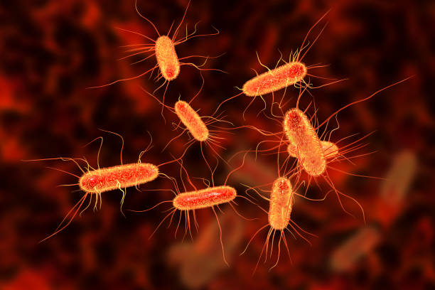 Escherichia coli bacterium Escherichia coli bacterium, E.coli, gram-negative rod-shaped bacteria, part of intestinal normal flora and causative agent of diarrhea and inflammations of different location, 3D illustration enterobacteria stock pictures, royalty-free photos & images