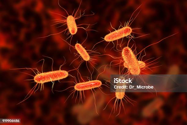 Escherichia Coli Bacterium Stock Photo - Download Image Now - E. coli, Bacterium, Biological Cell