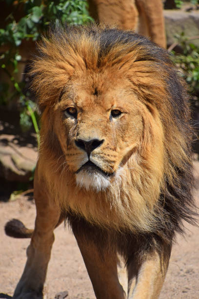 istock Close-Up Of Lion On Field 919910956