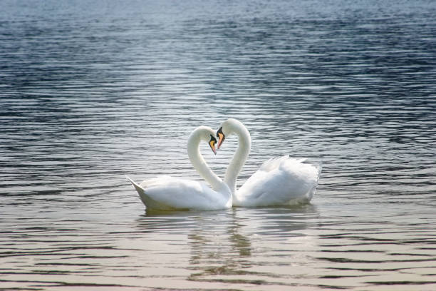istock Swans Swimming On Lake 919915692