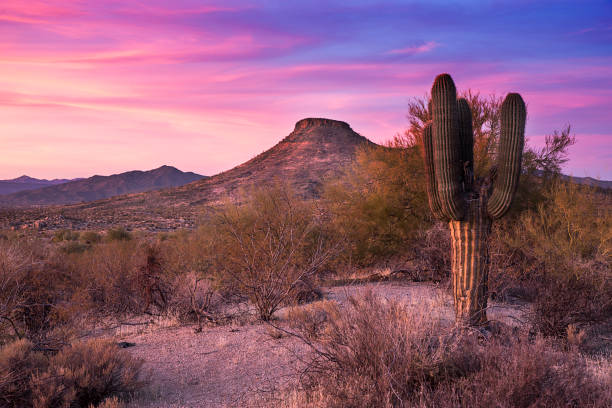 istock Mesa and Saguaro Cactus at last light 919920982