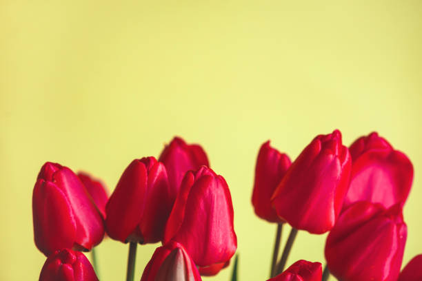 istock Red tulips on yellow background .Mother's Day background. 919944324