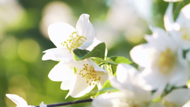 beautiful jasmine white flowers in summer day focus pull