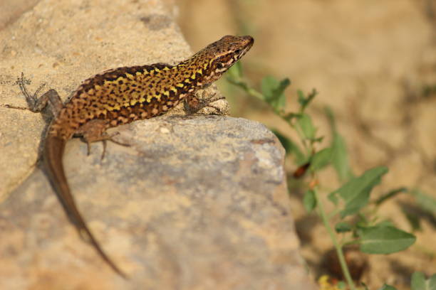 istock Small, green brown Italian lizard standing on a stone 919955254