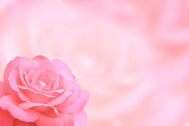 istock Blurred background with rose of pink color 919960058