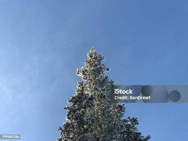 Fir Tree Top Covered In Snow Stock Photo - Download Image Now - Arctic, Cold Temperature, Color Image