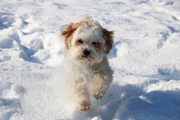 istock small dog in the snow 919963550