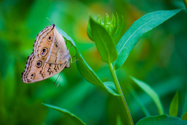 Junonia almana, the peacock pansy, is a species of nymphalid butterfly found in South Asia. It exists in two distinct adult forms, which differ chiefly in the patterns on the underside of the wings;
