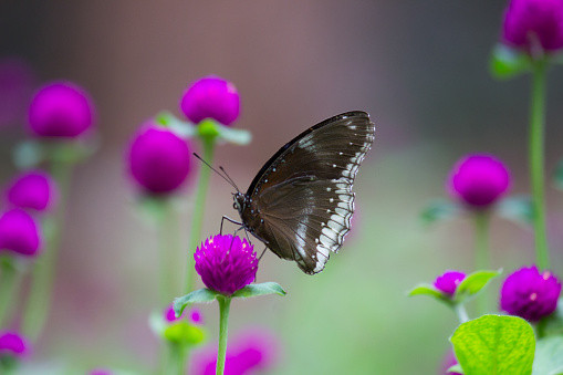 Euploea core, the common crow, is a common butterfly found in South Asia and Australia. In India it is also sometimes referred to as the common Indian crow, and in Australia as the Australian crow.