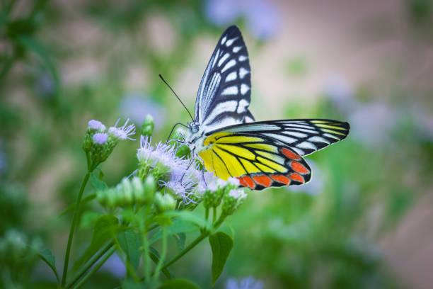 mariposa común de jezabel - lime butterfly fotografías e imágenes de stock