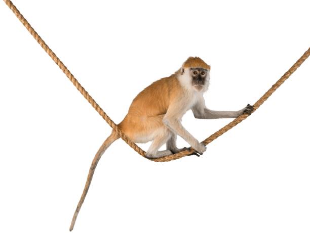 Monkey Fall On Rope 1,600+ Monkey Rope Stock Photos, Pictures & Royalty-Free Images - iStock