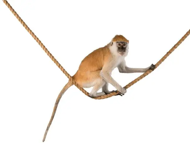 Photo of Monkey.
