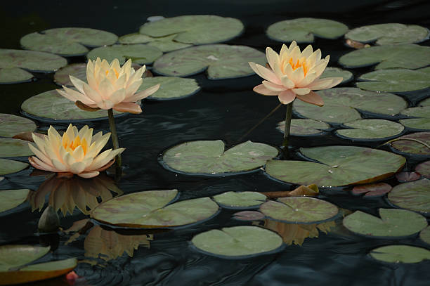 Rainbow Water lily stock photo