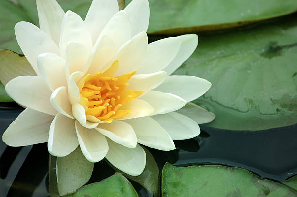 Colossea Water lily stock photo