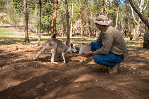 The farmer feeding the kangaroo.