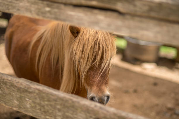 istock Horse behind a fence 920000778