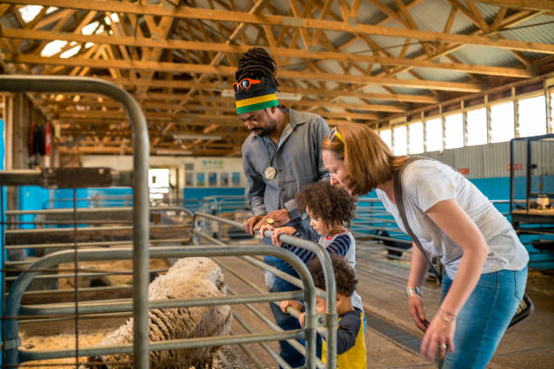 istock Parents help children with feeding sheep 920000832