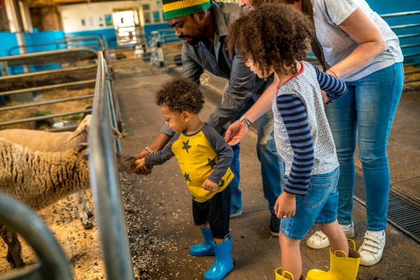 istock Parents help children with feeding sheep 920000858