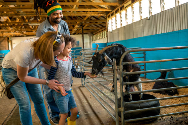 istock Parents help children with feeding goats 920000862