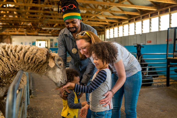 istock Parents help children with feeding sheep 920000868