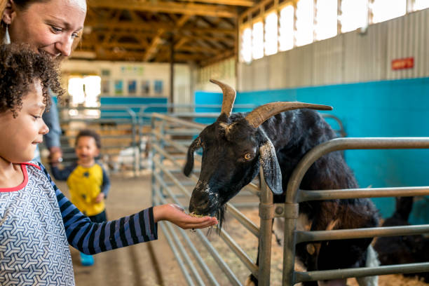 istock Parents help children with feeding goats 920000876