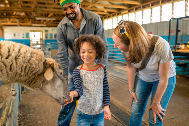 istock Parents help children with feeding sheep 920000880