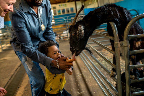 istock Parents help children with feeding goats 920000892