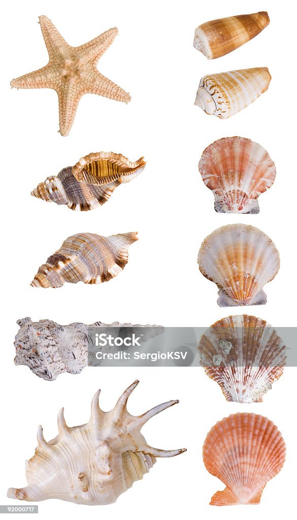 Coleção de conchas do mar - Foto de stock de Fundo Branco royalty-free