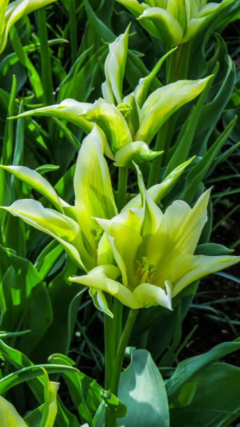 istock Unusual yellow tulip variety 920007996