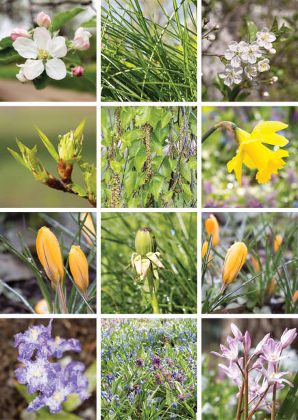 istock sring flowers and plants collage 920011048