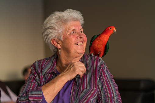 king parrot sitting on shoulder of 75 years old smiling woman with white hair