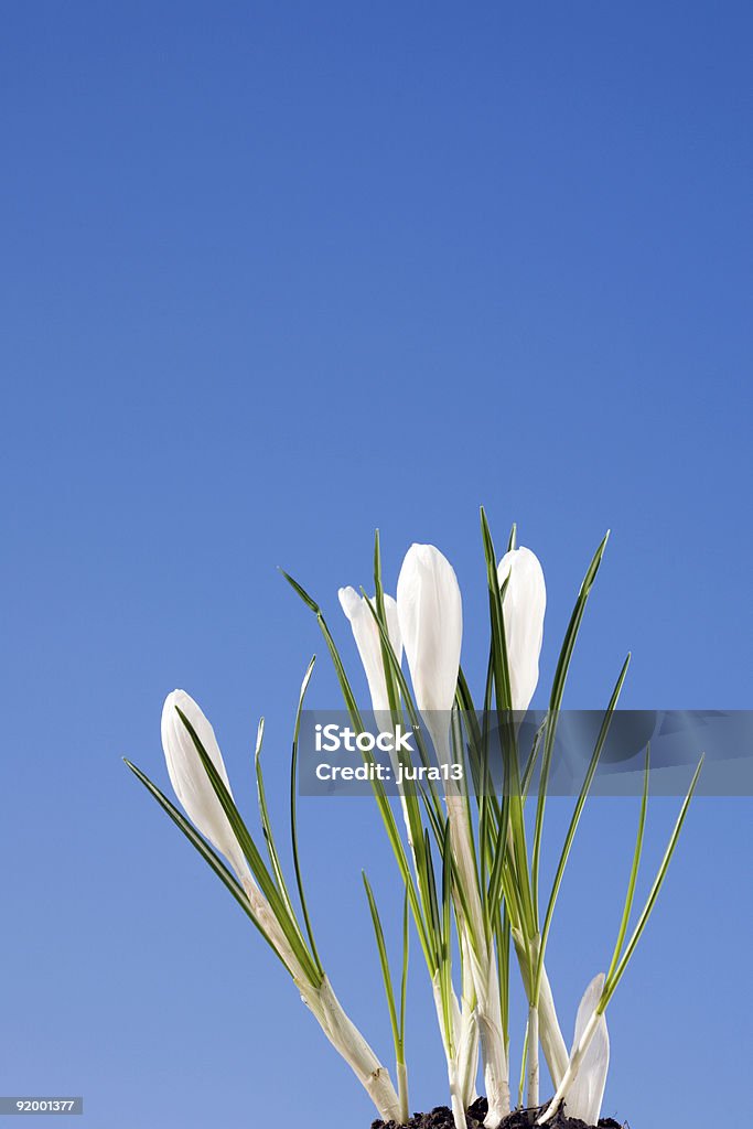 Bianco crocus - Foto stock royalty-free di Ambientazione esterna