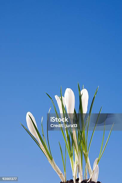 Bianco Crocus - Fotografie stock e altre immagini di Ambientazione esterna - Ambientazione esterna, Bellezza naturale, Bianco