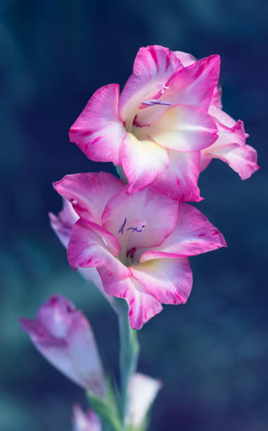 gladiolo rosa brillante sobre un fondo azul. desenfoque selectivo - gladiolus flower white isolated fotografías e imágenes de stock