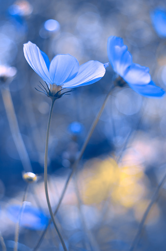 Painted in blue flowers. Blue cosmos with a soft focus. A beautiful artistic image