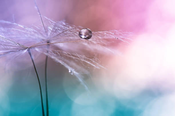 istock Water drop on a dandelion , colorful background with bokeh. beautiful abstract macro. Selective focus 920014274