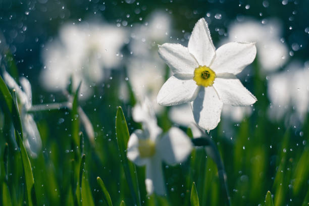 A beautiful tulip, covered in raindrops, in a garden.  Shot with a Canon 5D Mark IV.