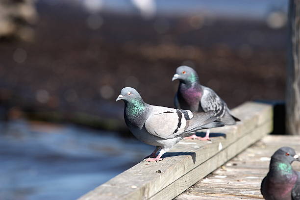 Pigeons on a Pier stock photo