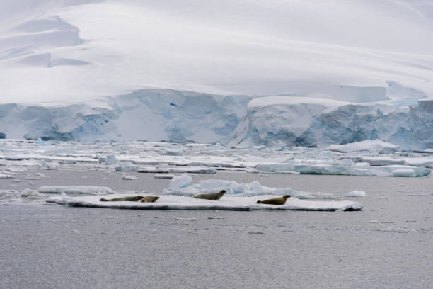 istock Antarctic landscape with glacier and mountains 920014526