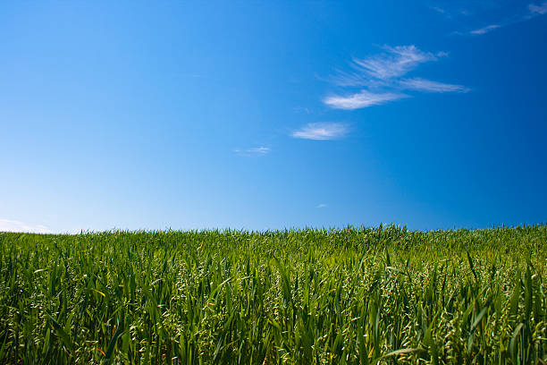 istock Field of Oats 92001510